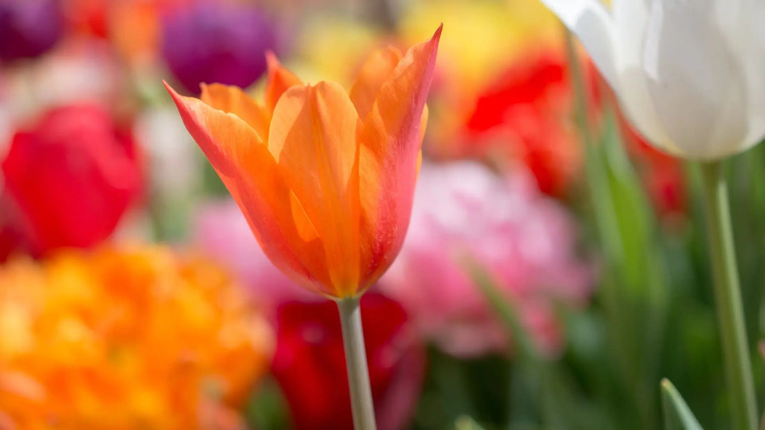 Des bijoux en fleurs : des idées printanières pour la fête des mères