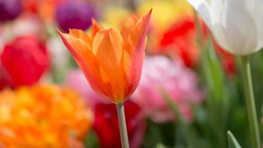 Des bijoux en fleurs : des idées printanières pour la fête des mères