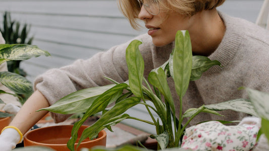 Décoration biophilique : intégrer la nature dans votre intérieur