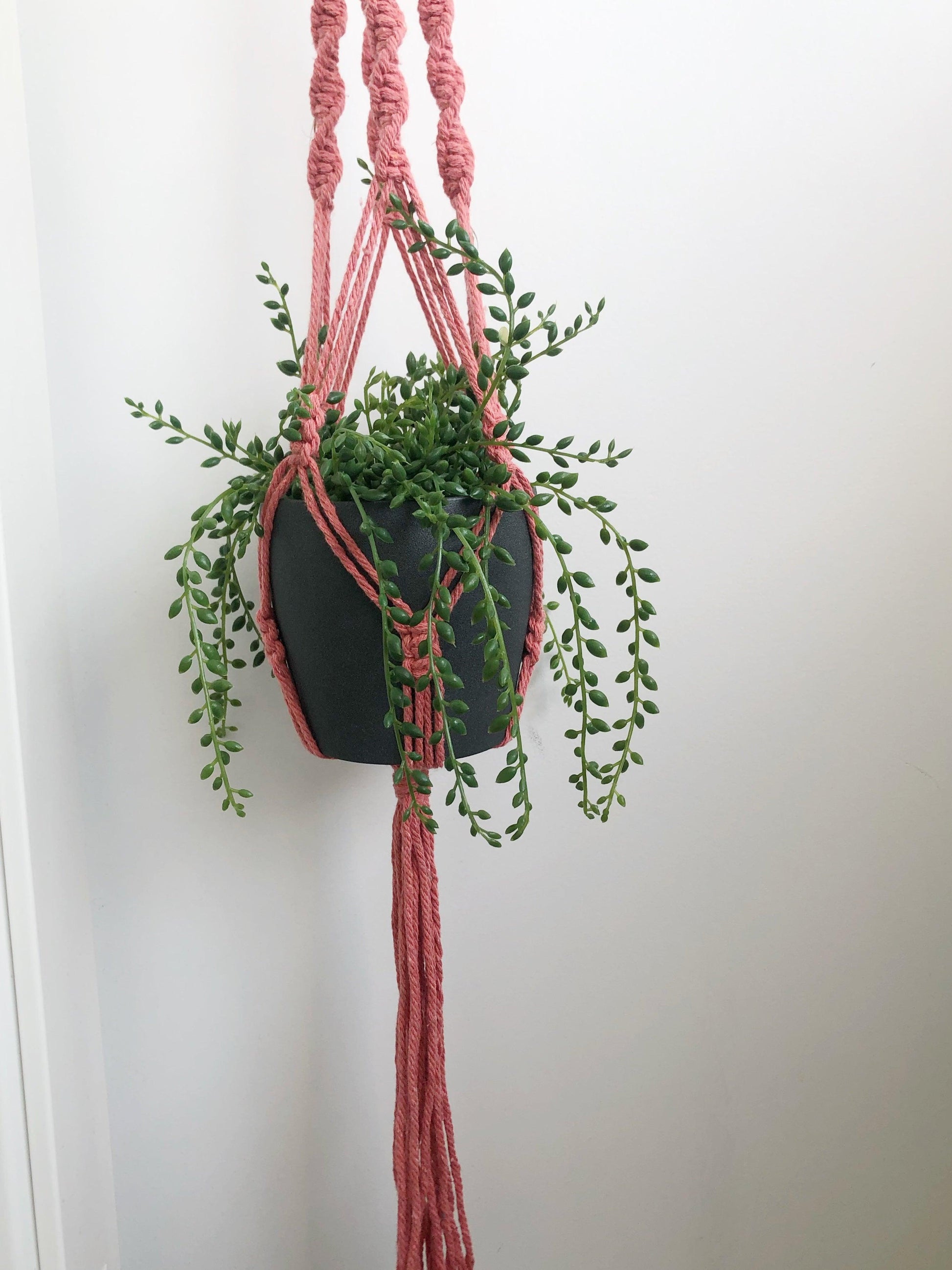 Cordes Suspension pour Plante